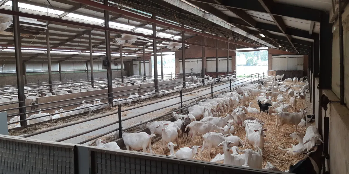 Dairy goats in a barn, the target herd of the BOLUCAP health-monitoring bolus